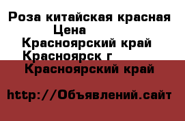 Роза китайская красная › Цена ­ 1 500 - Красноярский край, Красноярск г.  »    . Красноярский край